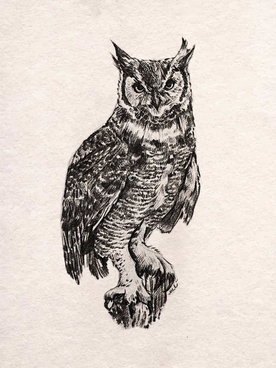 Graphite drawing of owl